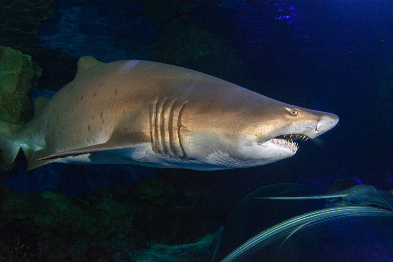 Junior Shark Dive at Blue Planet Aquarium